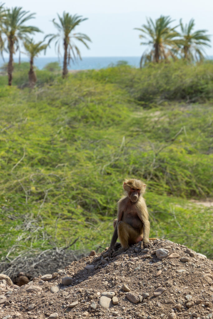 Tales of the Djibouti Beauty of wildlife by Camille Massida Photography